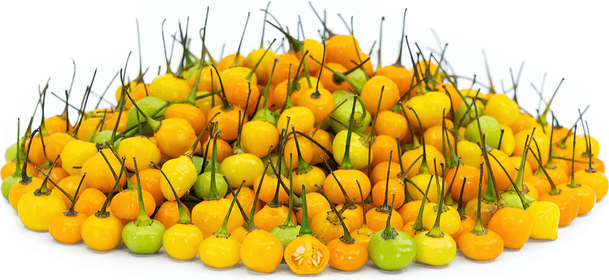 Aji Charapita pepper - hot (30,000-50,000 SHU) from Peru, Amazonian jungle