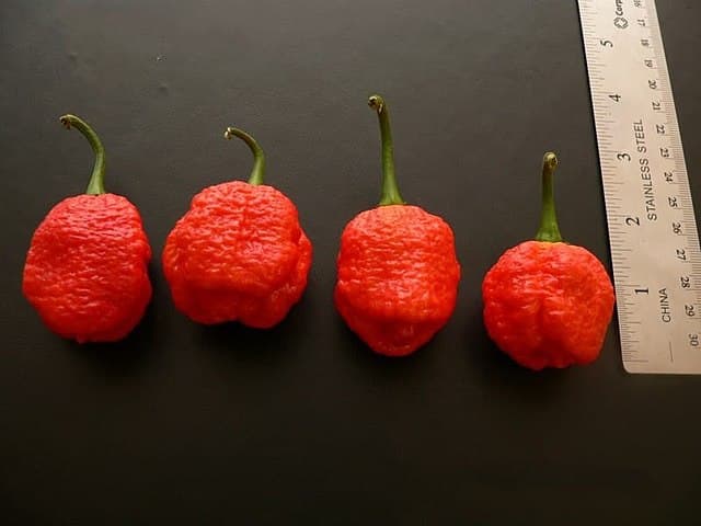 Trinidad Scorpion hero image