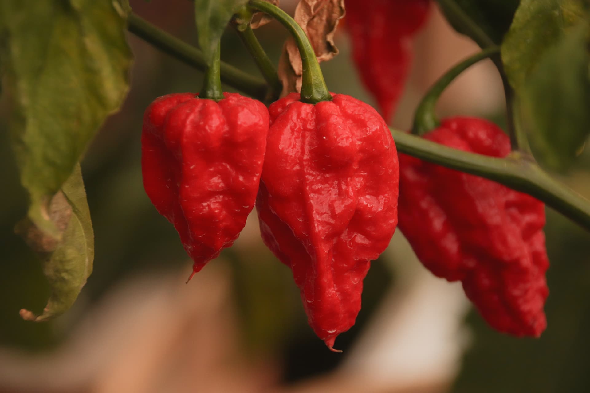 Ghost Pepper