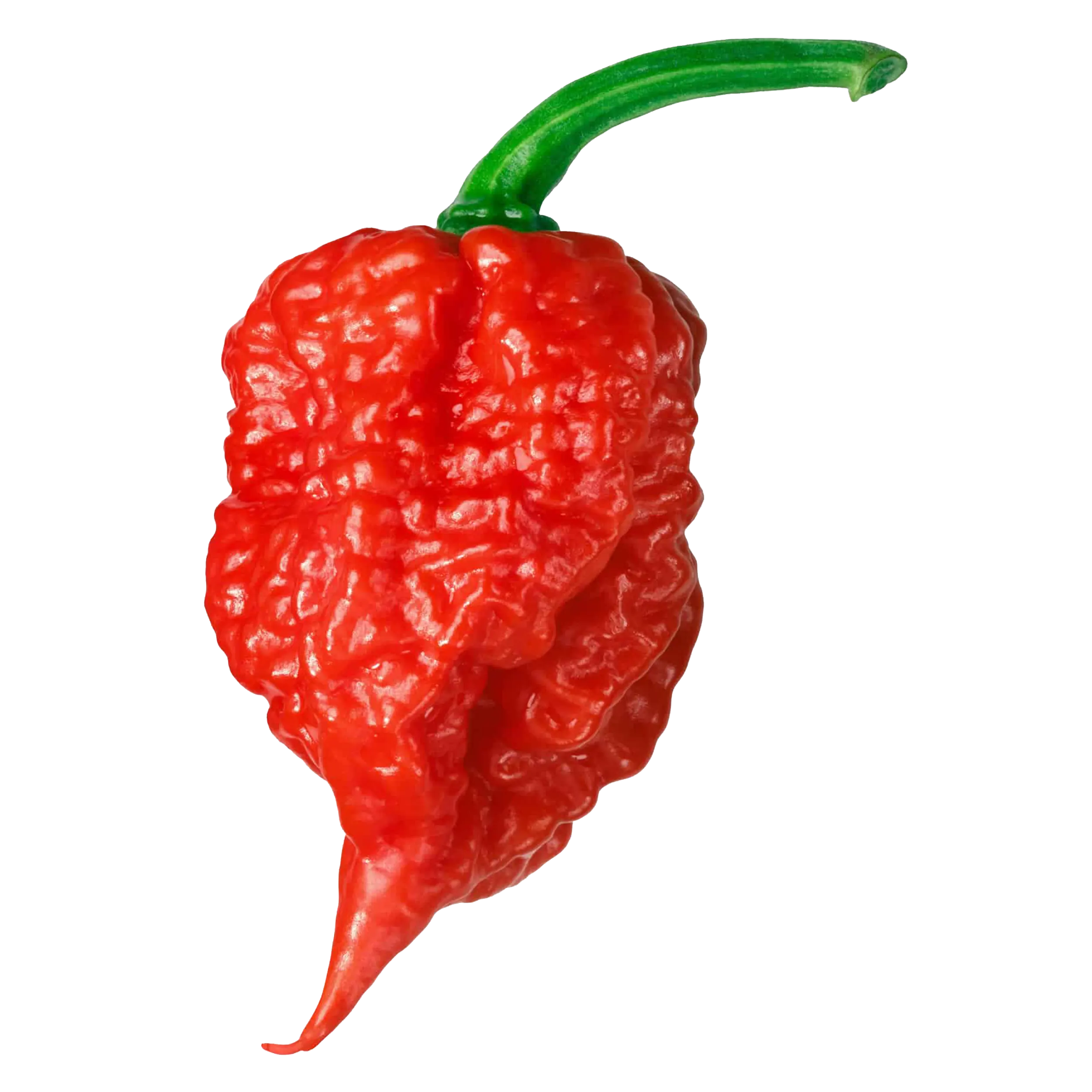 Carolina Reaper